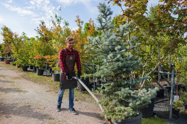 Trusted Blossburg, PA Tree Service Experts